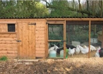 Descubre cómo construir el gallinero perfecto para tus aves y maximizar su producción de huevos
