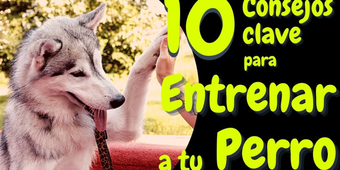 Descubre cómo crear la perrera perfecta para tu mejor amigo peludo