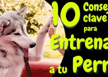 Descubre cómo crear la perrera perfecta para tu mejor amigo peludo