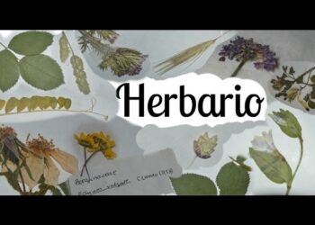 Descubre cómo crear un herbario único y lleno de estilo para impresionar a todos