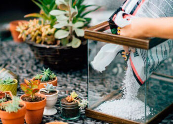 Descubre cómo darle una segunda vida a tu acuario vacío con estas ingeniosas ideas