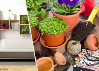 Descubre cómo darle vida a tu hogar con estas ingeniosas ideas para macetas
