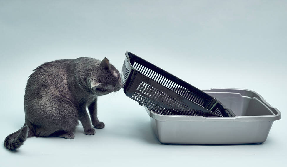 Descubre cómo hacer el arenero perfecto para tu gato y olvídate de los malos olores