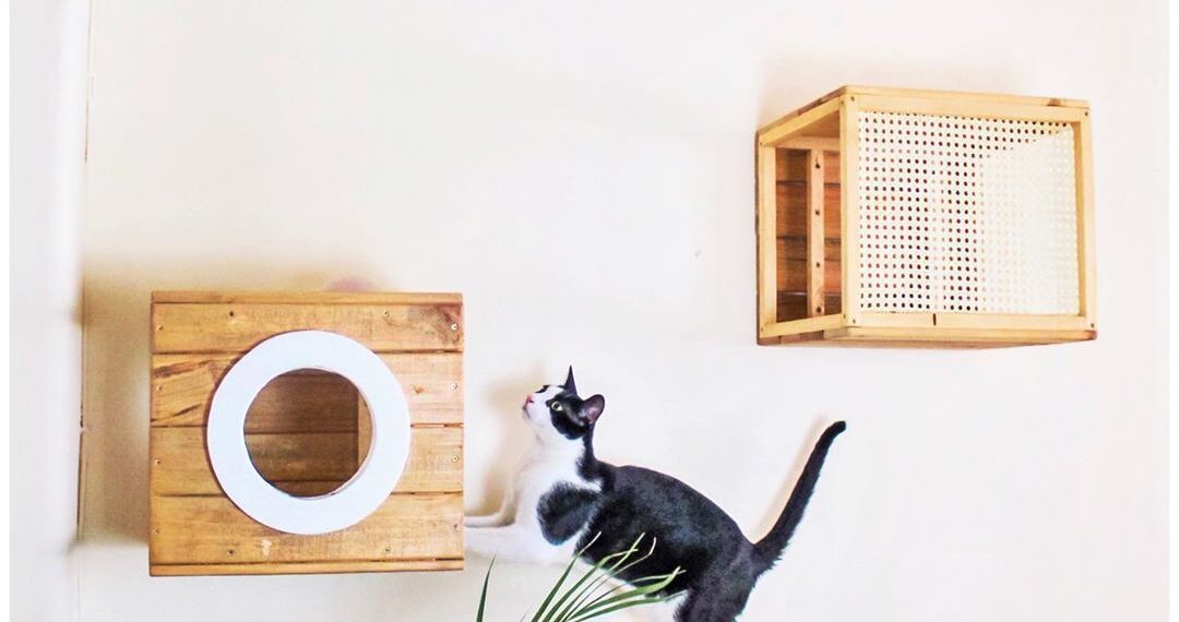 Descubre cómo hacer feliz a tu gato en casa con estas ingeniosas ideas
