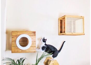 Descubre cómo hacer feliz a tu gato en casa con estas ingeniosas ideas