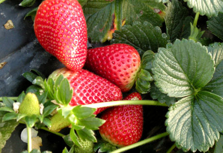 Descubre el secreto para cultivar fresas deliciosas en tu propio jardín