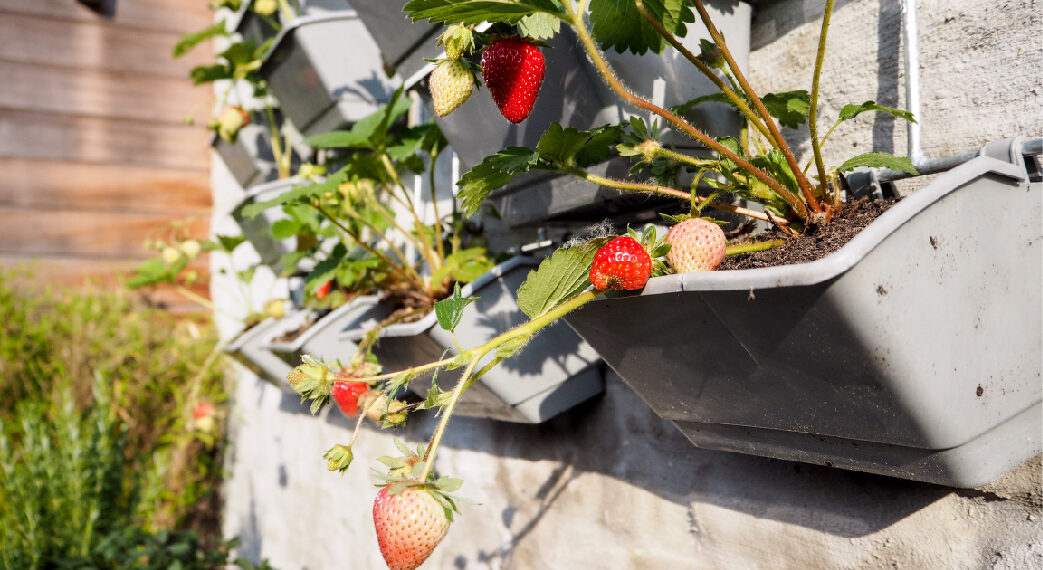 Descubre los secretos para cultivar un huerto en casa y disfrutar de alimentos frescos todo el año