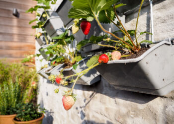 Descubre los secretos para cultivar un huerto en casa y disfrutar de alimentos frescos todo el año