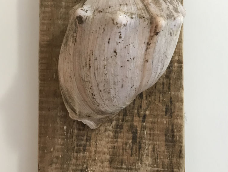 Ideas creativas para transformar conchas en obras de arte
