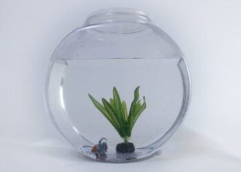Transforma tu pecera vacía en un paraíso acuático con estas ideas creativas de decoración